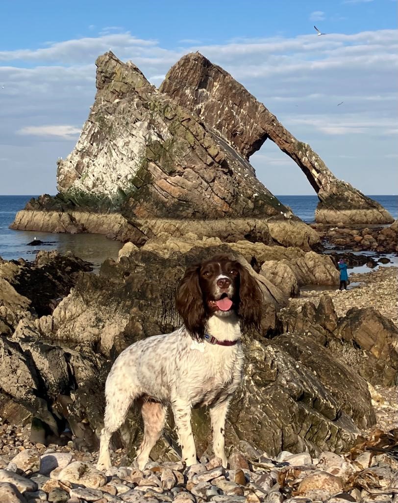 A Dog standing on a rocky beach