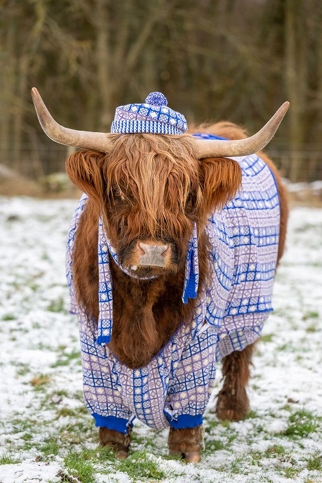 Highland Cow in a field with a cardi and a hat on