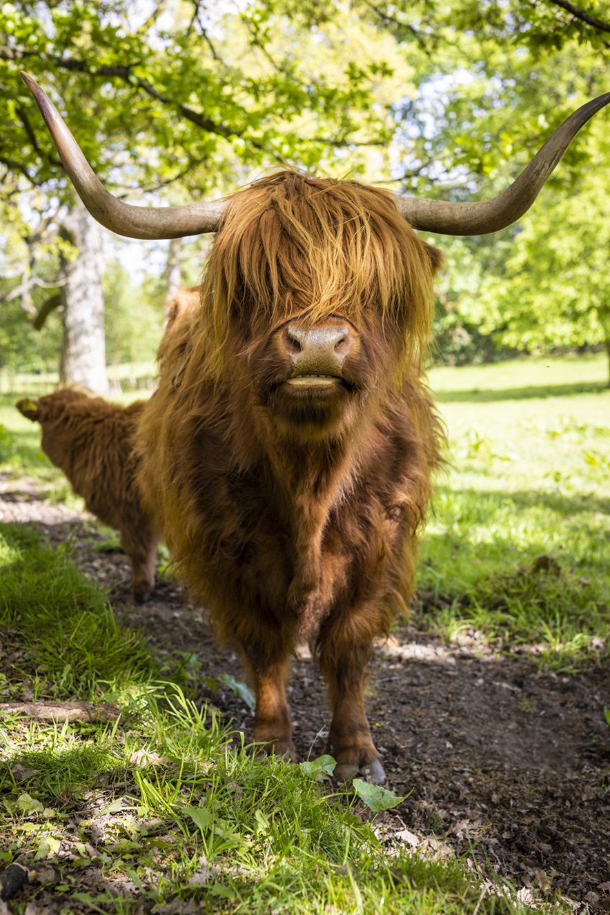 Image of a Highland Cow in a country park surrounded by trees