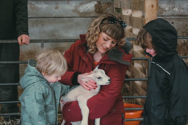 lambs at solsgirth home farm
