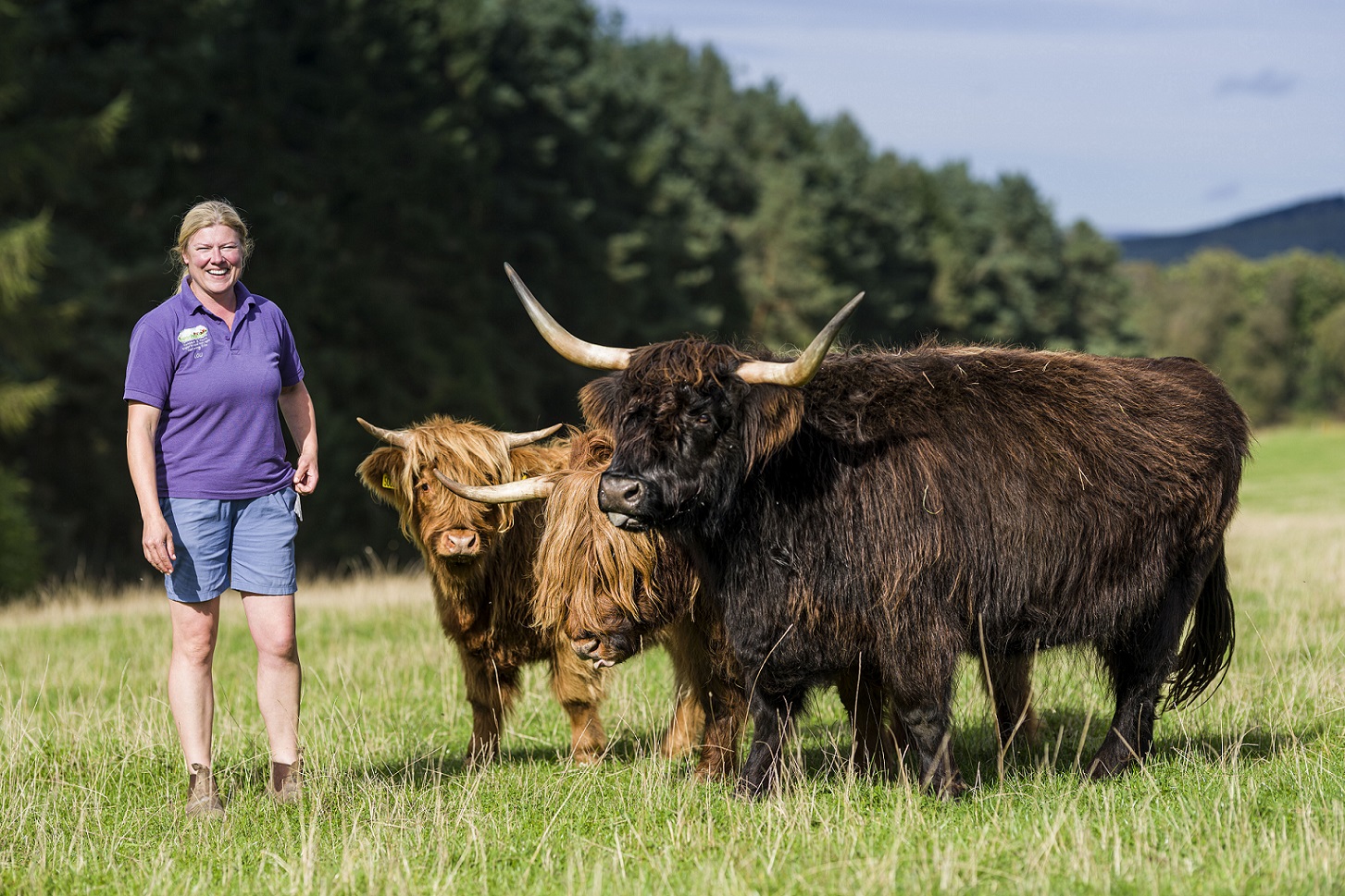 Newton farm staff member standing with two highland cows